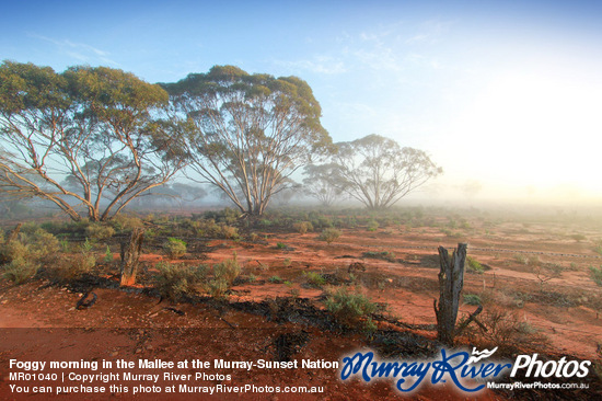 Foggy morning in the Mallee at the Murray-Sunset National Park, Victoria