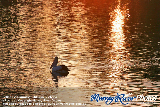 Pelican on sunrise, Mildura, Victoria