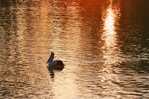 Pelican on sunrise, Mildura, Victoria