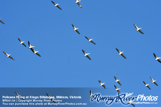 Pelicans flying at Kings Billabong, Mildura, Victoria