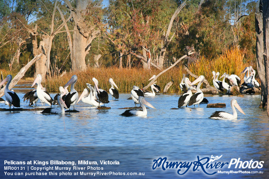 Pelicans at Kings Billabong, Mildura, Victoria