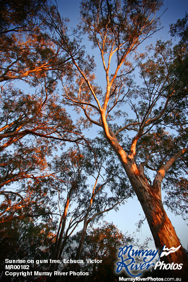 Sunrise on gum tree, Echuca, Victoria