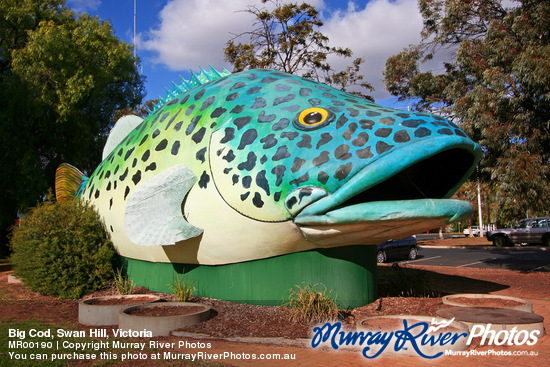 Big Cod, Swan Hill, Victoria