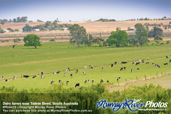 Dairy farms near Tailem Bend, South Australia