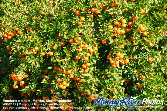 Mandarin orchard, Murtho, South Australia