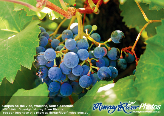 Grapes on the vine, Waikerie, South Australia