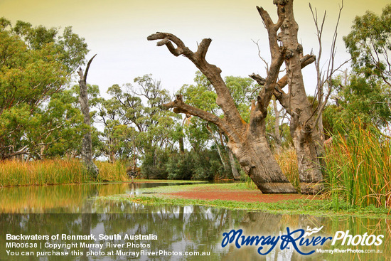 Backwaters of Renmark, South Australia