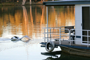 Pelican fishing at Mildura