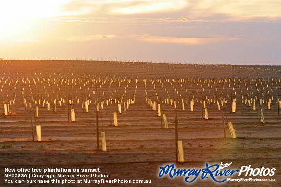 New olive tree plantation on sunset