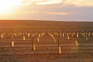 New olive tree plantation on sunset