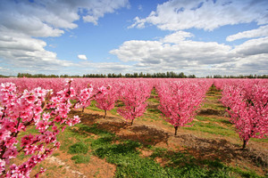 Apple blossoms, Yarrawonga, Victoria