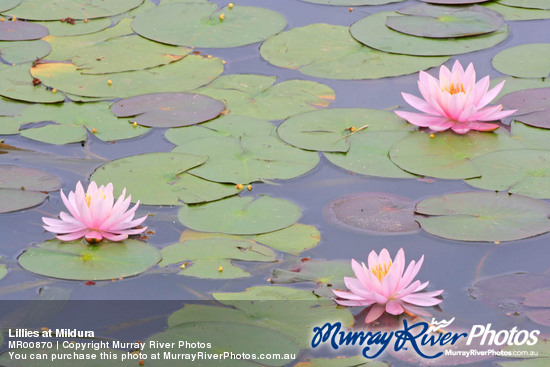 Lillies at Mildura