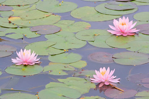 Lillies at Mildura