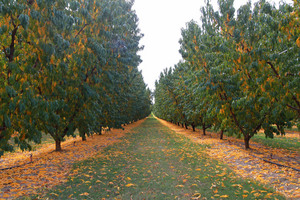 Apple trees at Yarrawonga, Victoria