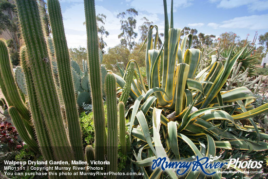 Walpeup Dryland Garden, Mallee, Victoria