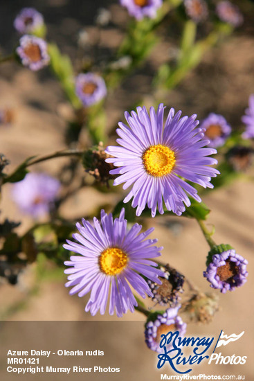 Azure Daisy - Olearia rudis