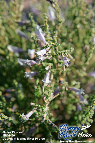 Mallee Flowers