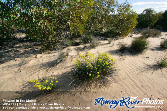 Flowers in the Mallee