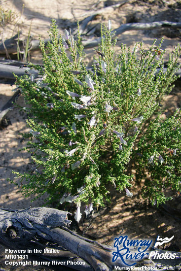 Flowers in the Mallee