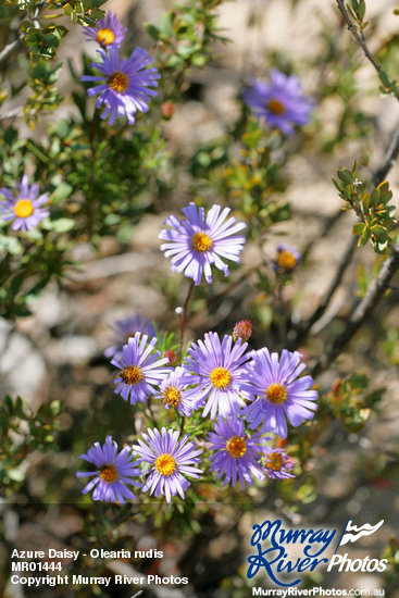 Azure Daisy - Olearia rudis