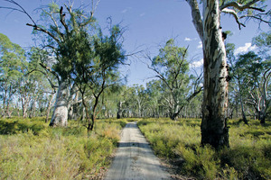 Road at Lyrup Flats, South Australia