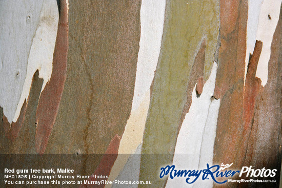 Red gum tree bark, Mallee