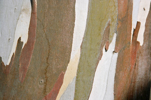 Red gum tree bark, Mallee