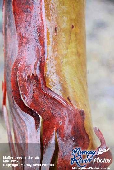 Mallee trees in the rain