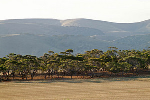 Landscape near Cambrai, South Australia