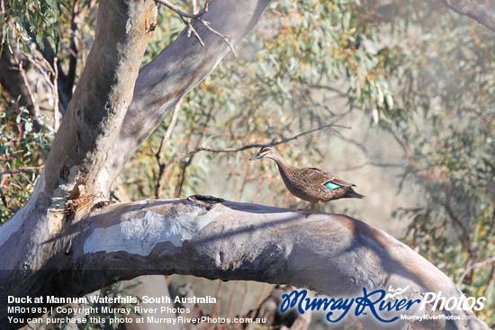 Duck at Mannum Waterfalls, South Australia