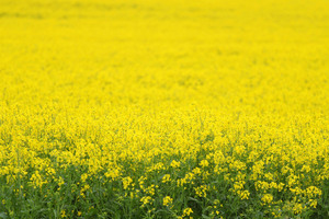 Canola crop near Tutye, Victoria