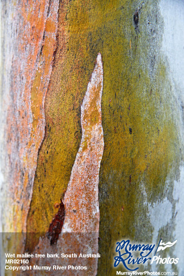 Wet mallee tree bark, South Australia