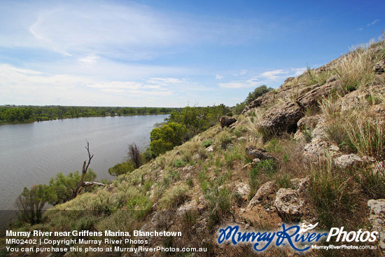 Murray River near Griffens Marina, Blanchetown