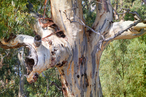 Trees by the Murray River, Swan Reach-Blanchetown