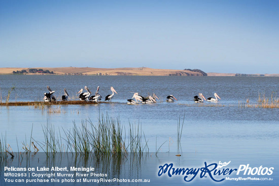 Pelicans on Lake Albert, Meningie