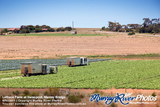 Lettuce Farm at Swanport, Murray Bridge