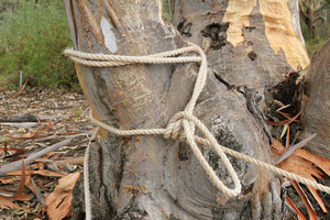 Rope tied to tree at Murtho, Riverland