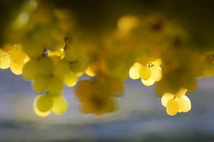 Drying grapes in Mildura, Victoria