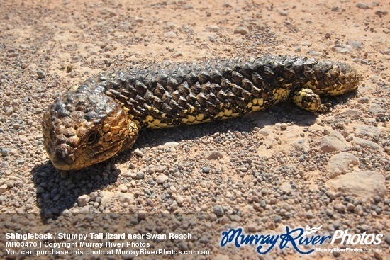 Shingleback / Stumpy Tail lizard near Swan Reach