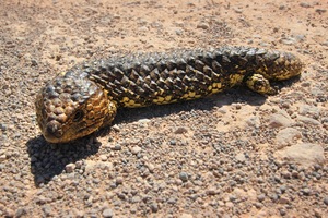 Shingleback / Stumpy Tail lizard near Swan Reach