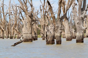 Cormorants at Wachtels Lagoon, Kingston-on-Murray