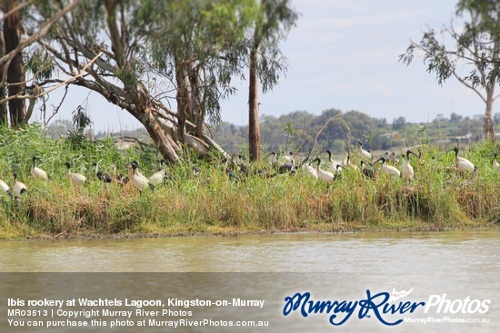 Ibis rookery at Wachtels Lagoon, Kingston-on-Murray