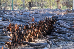 Willow wood piles for Mildura Paddlesteamers