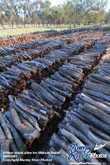 Willow wood piles for Mildura Paddlesteamers