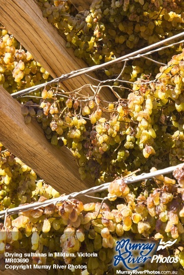 Drying sultanas in Mildura, Victoria