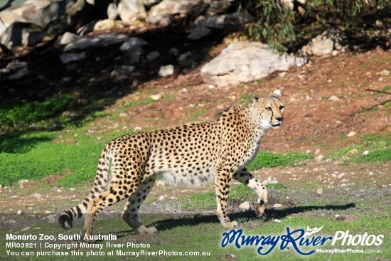 Monarto Zoo, South Australia