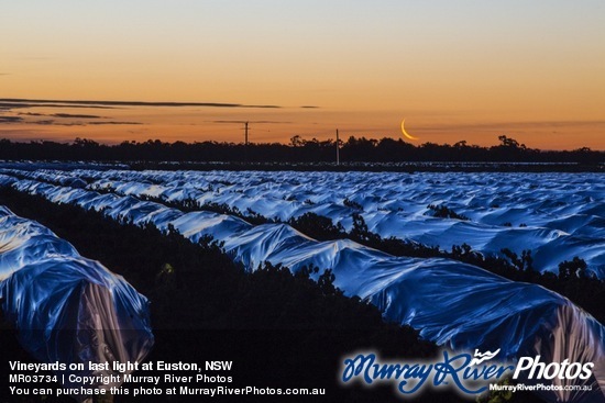 Vineyards on last light at Euston, NSW