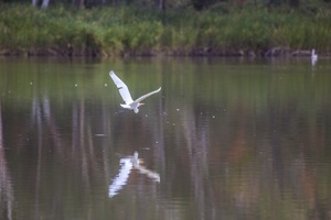 Great Egret by the Murray River, Wilkadene